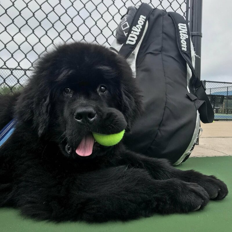 18. «Олли помогает на тренировках по теннису»