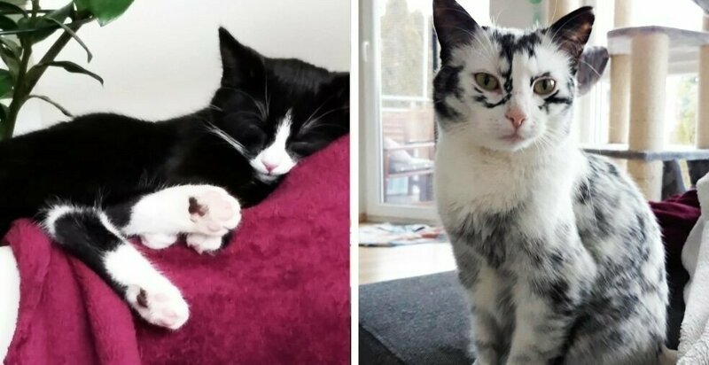 Когда витилиго – красиво: черно-белая кошка преобразилась до неузнаваемости, когда ей исполнился год