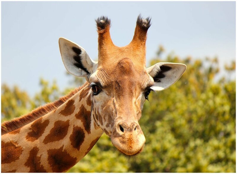 Красавец жираф