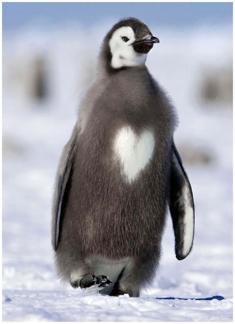 Симпатичный пингвин