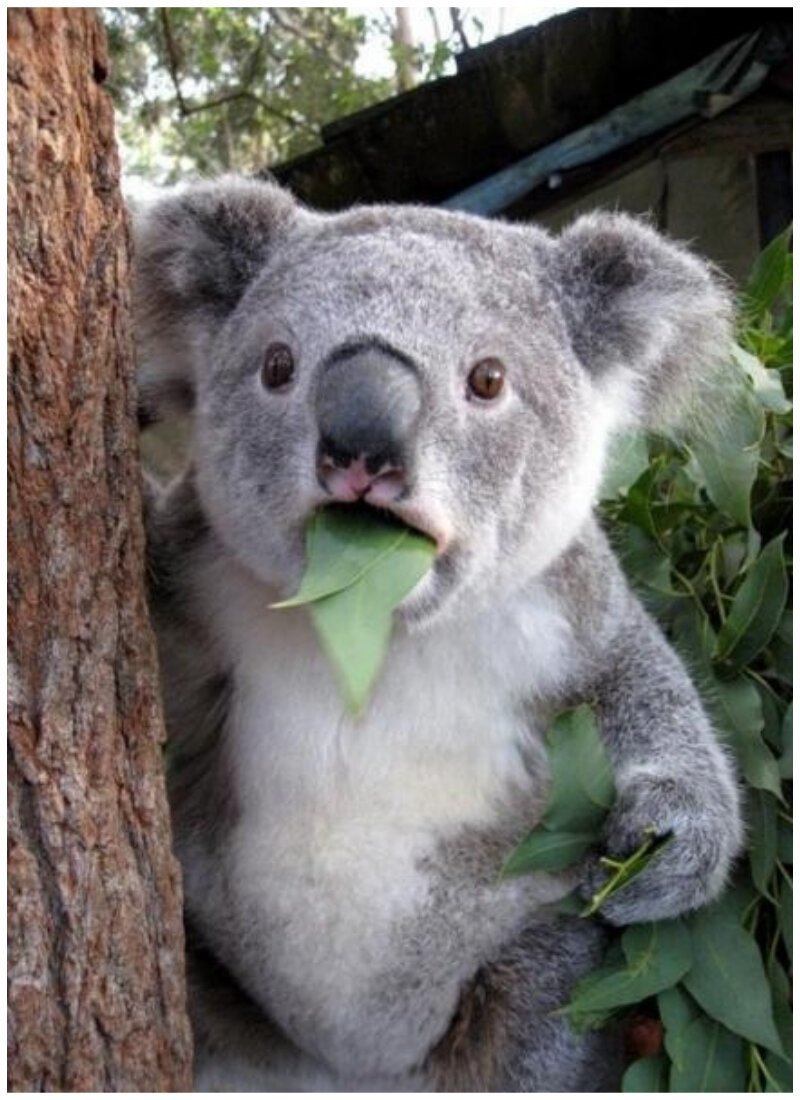 Удивленный коала
