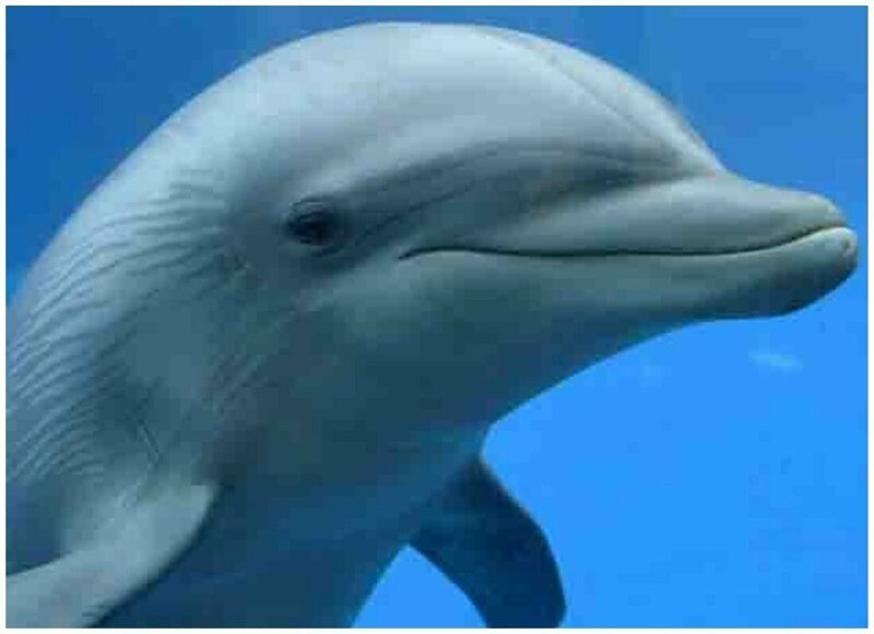 Умнейший дельфин