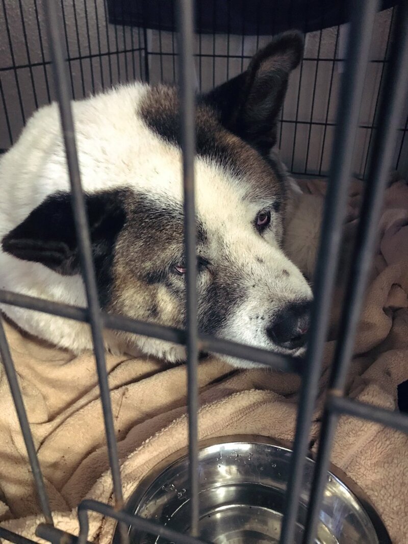 Пса нашли через 101 день после смертоносного пожара Camp Fire