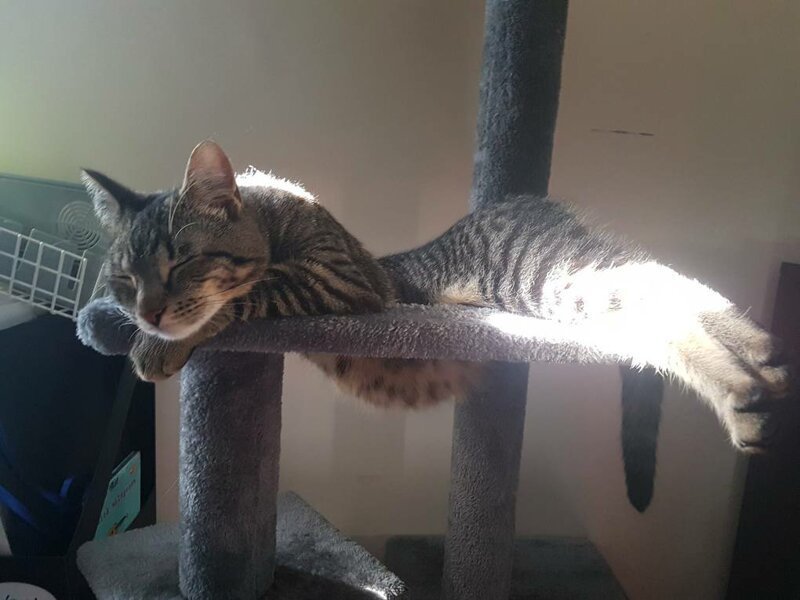 16. «Мой кот спит на своей башне»