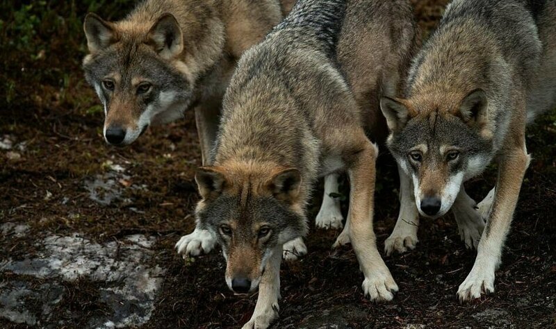 Бегущий с волками: история норвежца, ставшего настоящим альфа-самцом
