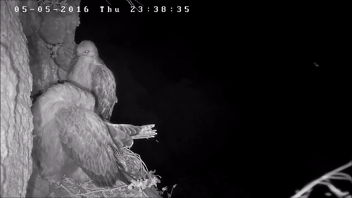 Выхватила из гнездышка