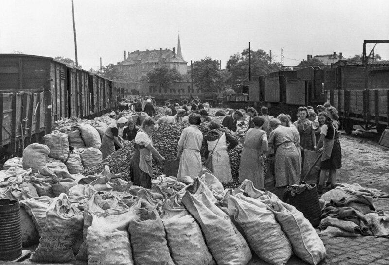 Жители Берлина получают картошку от советской военной администрации в Германии. 19 мая 1945 года.