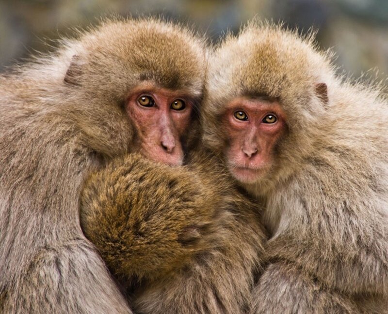 Милые объятия обезьянок. 