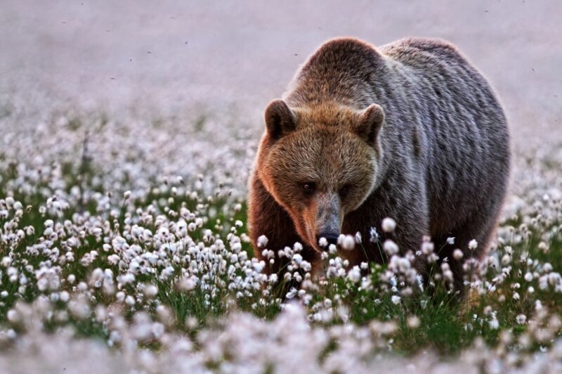 Медведь останавливается и нюхает цветы. 