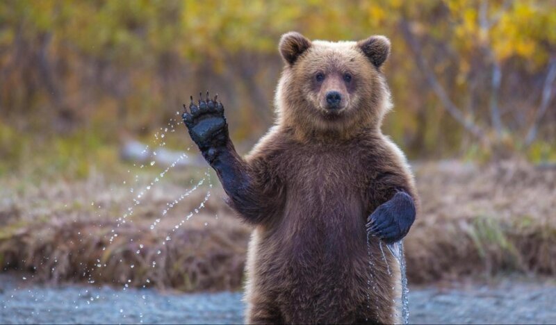 Этот медведь ловит момент, чтобы улыбнуться для камеры. 