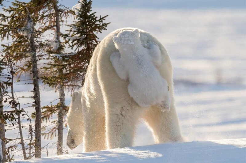 Белая медведица с детёнышем 