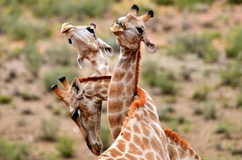 Жирафьи обнимашки