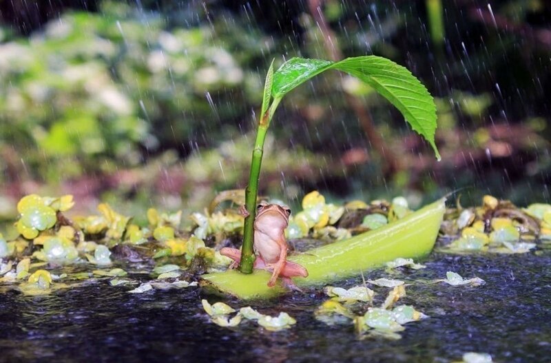 Лягушка, построив зонтик и лодку, пытается спасти свою жизнь от бури и ливня. 