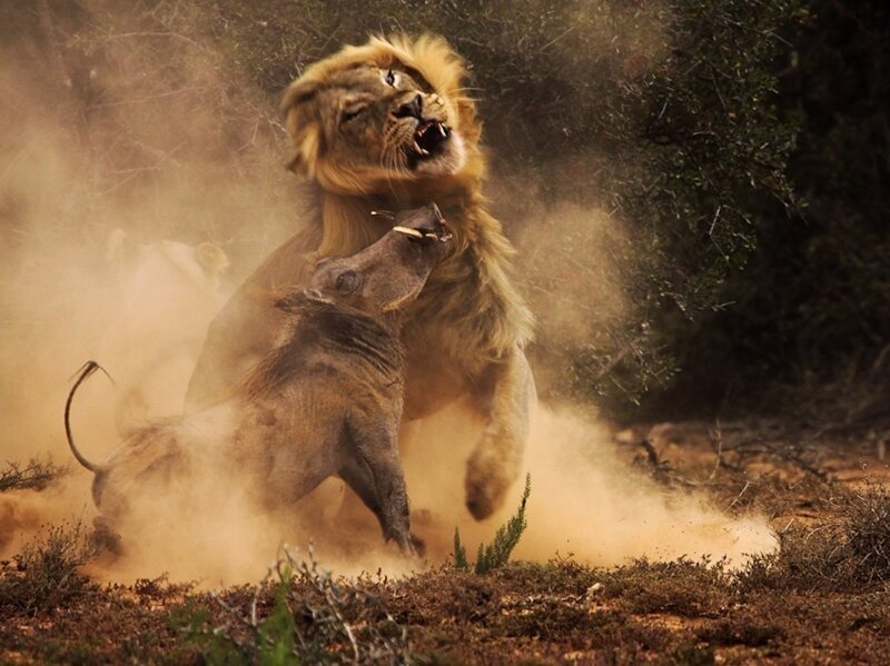Кабан защищает себя от голодного льва. 