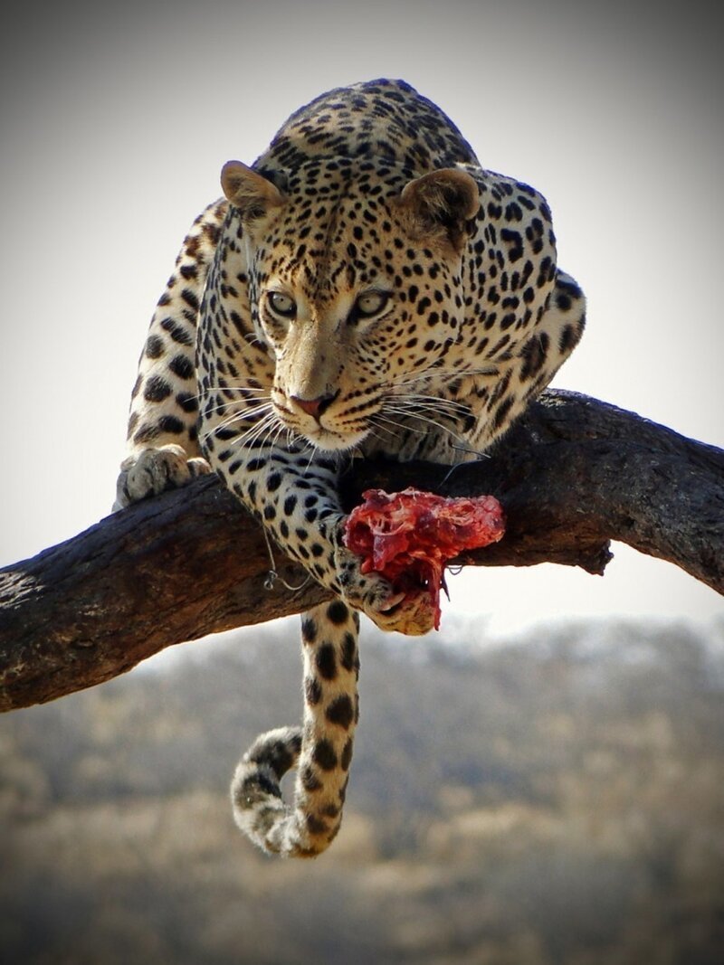 Леопард ест свою еду на ветке дерева. 
