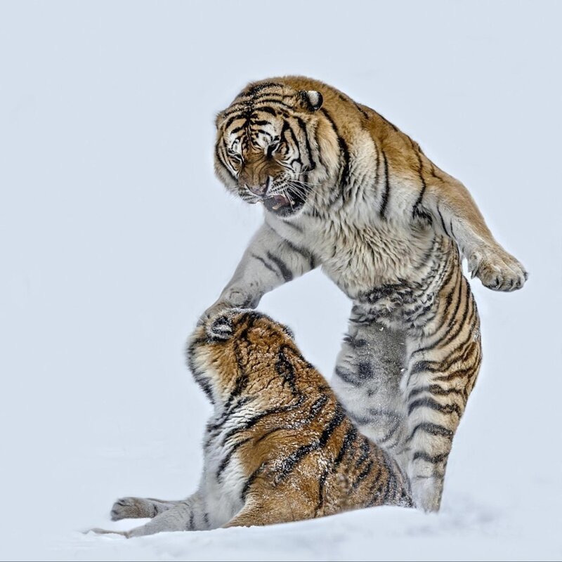 Трудно сказать, играют ли эти два тигра или борются. 