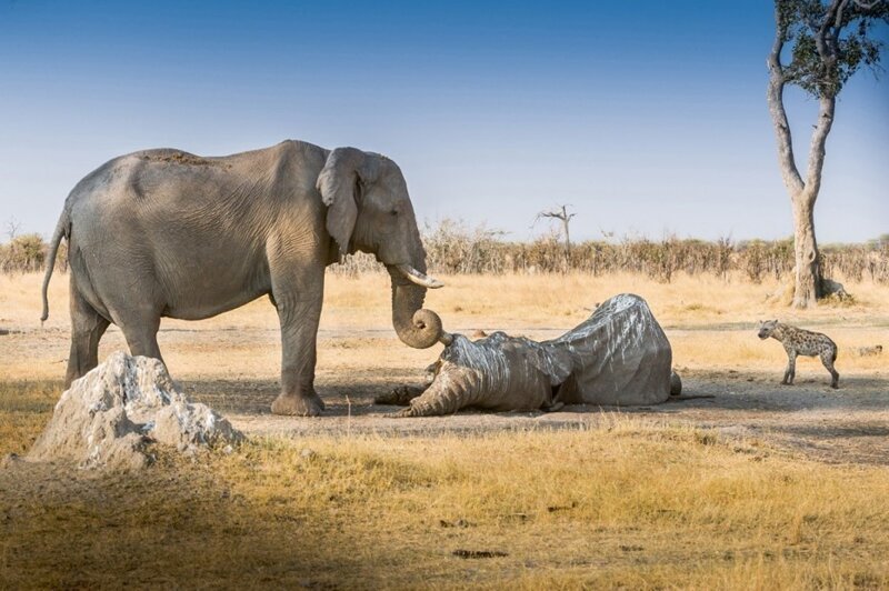 Слон оплакивает погибшую подругу. 