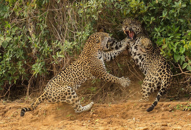 Атака самки ягуара 