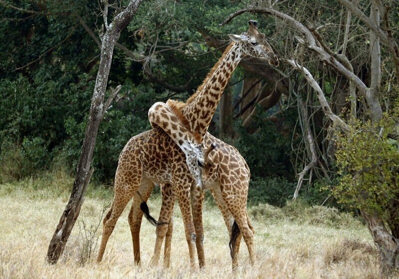 Любовь Жирафов 