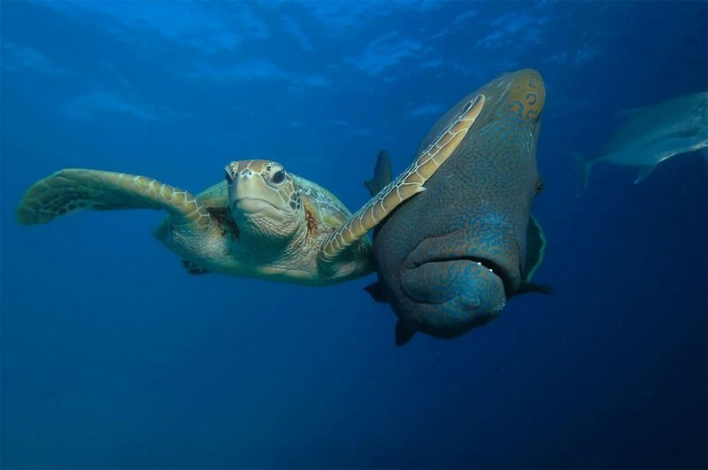 Зелёная черепаха и рыба-наполеон 