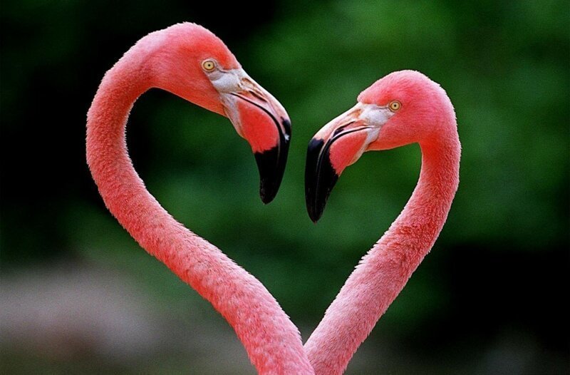 Розовый фламинго сердечко 
