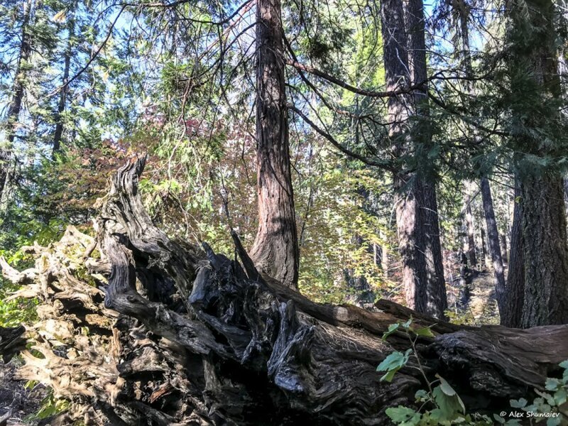 Малопосещаемая роща секвой в Йосемити