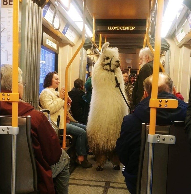 Просто лама в общественном транспорте