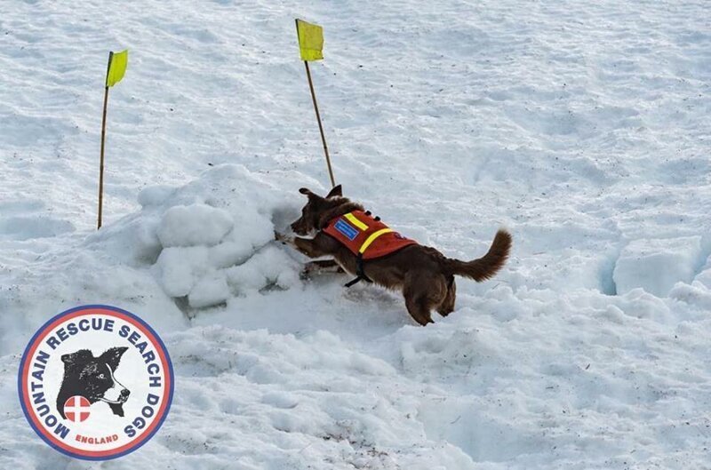 Поисковая собака за 30 секунд спасла оператора из-под снежного завала