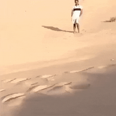 Зверские гифки