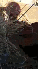 Зверские гифки