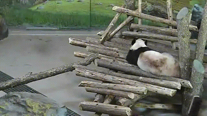 Зверские гифки