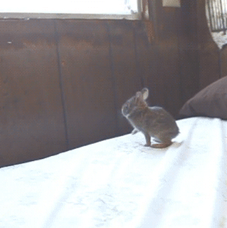 Зверские гифки