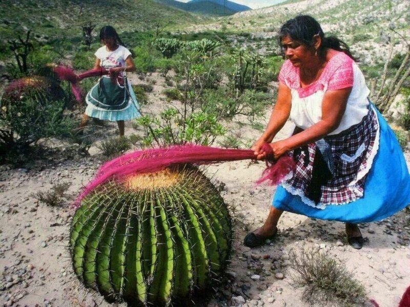 Так мексиканские женщины вычесывают шерсть при помощи кактусов