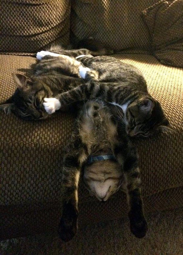 Спящие кошки разных позах