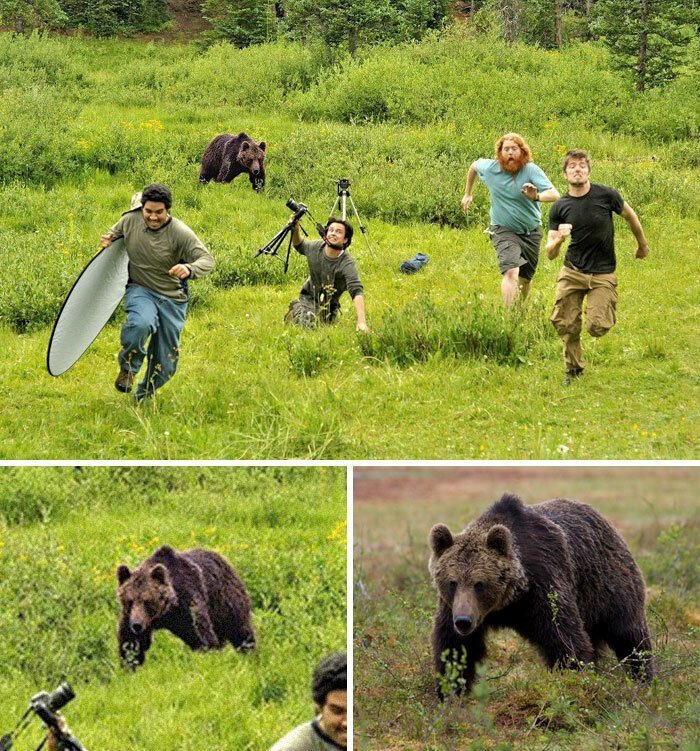 19. Медведь, преследующий фотографов National Geographic