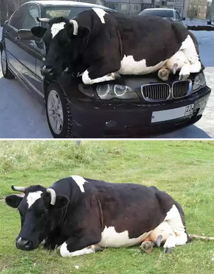 22. Корова, отдыхающая на машине