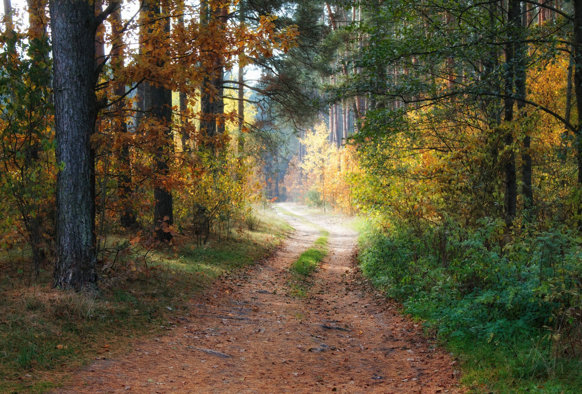 Осенний лес Тверская область