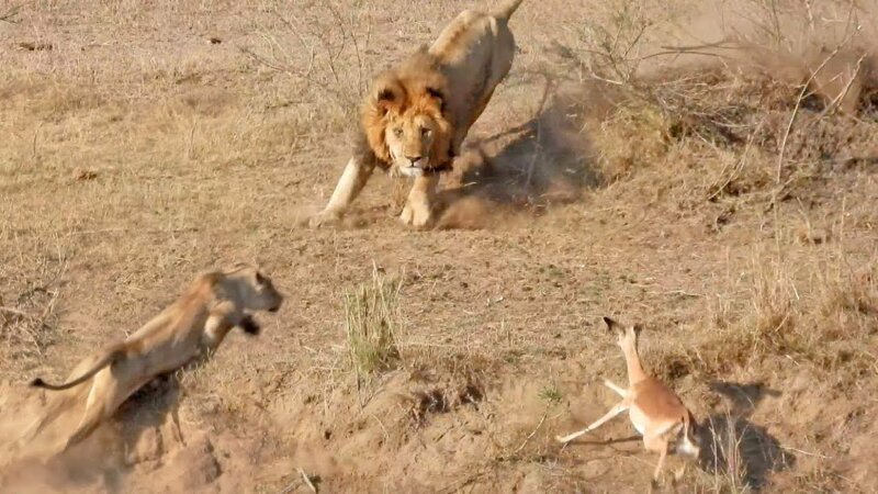 Нерасторопный лев испортил охоту львице в африканском заповеднике