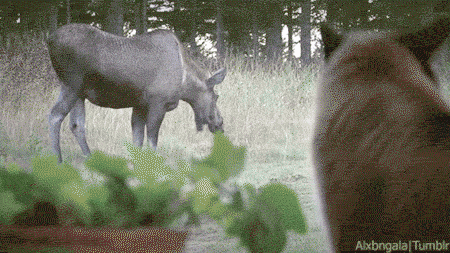 Гифки разные