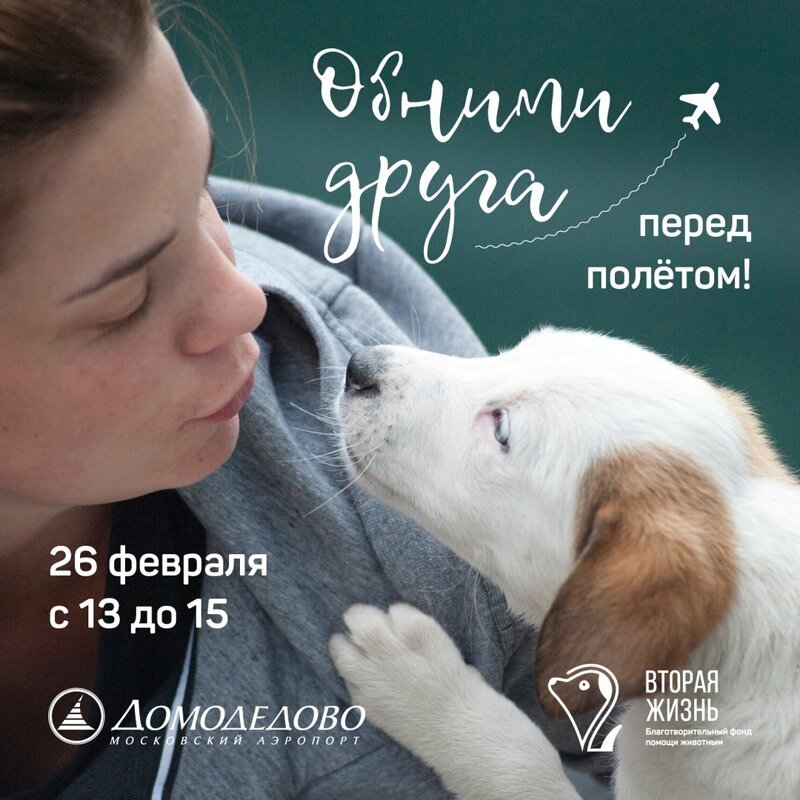 В Домодедово собаки помогли пассажирам снять предполетный стресс 