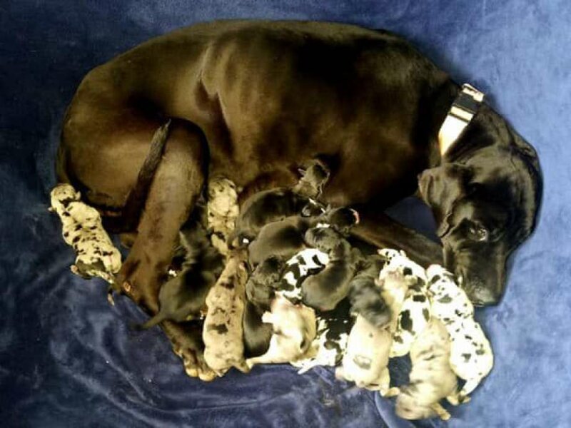 Клео родила 19 щенков в ветеринарной клинике Kingman Animal Hospital