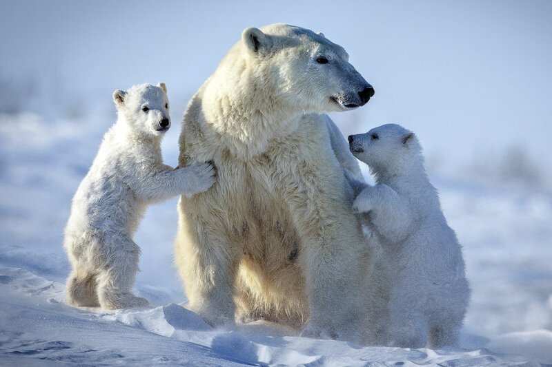 Белый и пушистый хищник: в мире отмечают День полярного медведя