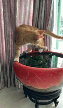 До чего доводит излишнее любопытство