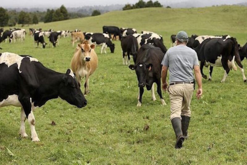 В Австрии туристку затоптало стадо коров - фермера заставили выплатить 500 тысяч евро