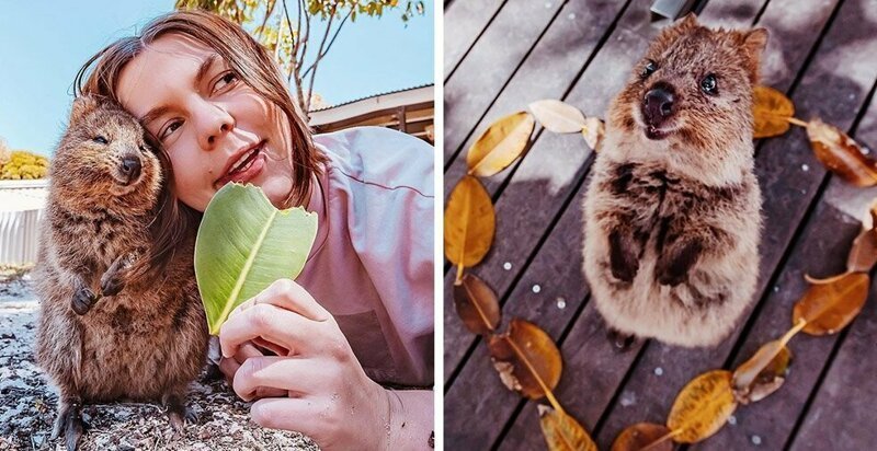 15 снимков жизнерадостных квокк от фотографа из Москвы, которая лишь ради них прилетела в Австралию