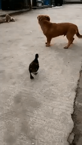 a05260ea01cccc851173191d5f462dda.gif