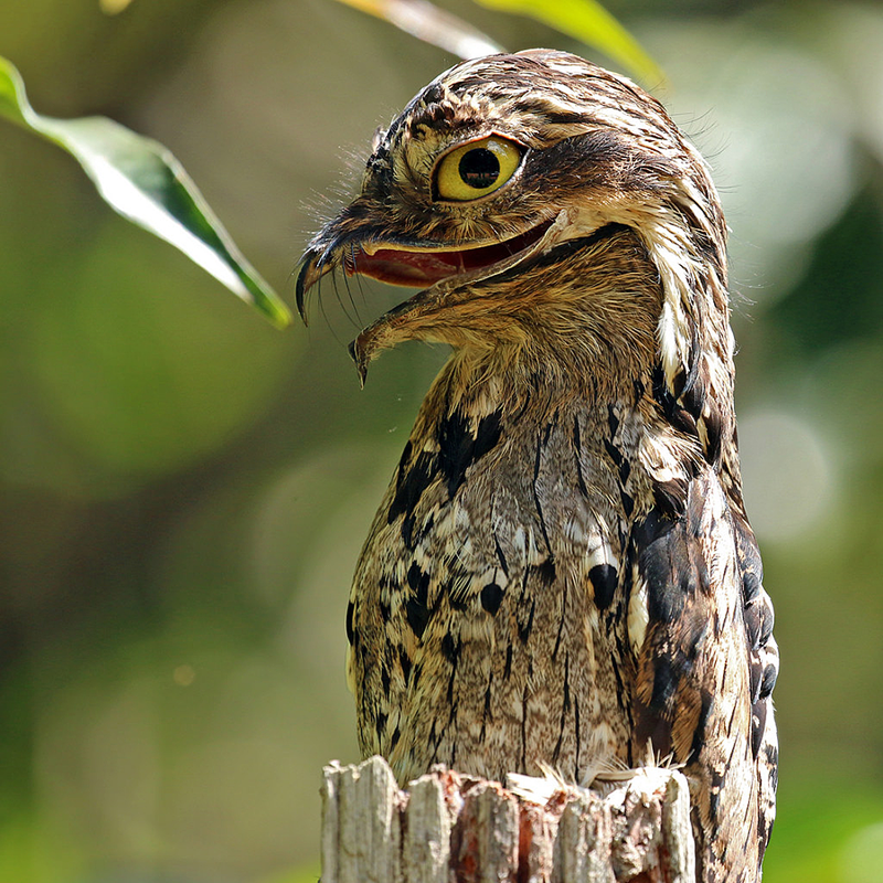 Лесные козодои — самые забавные птицы