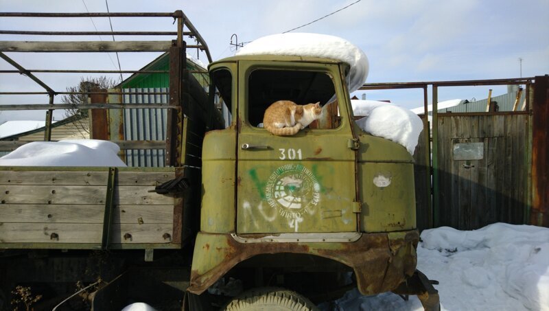 Челябинский кот-шофёр