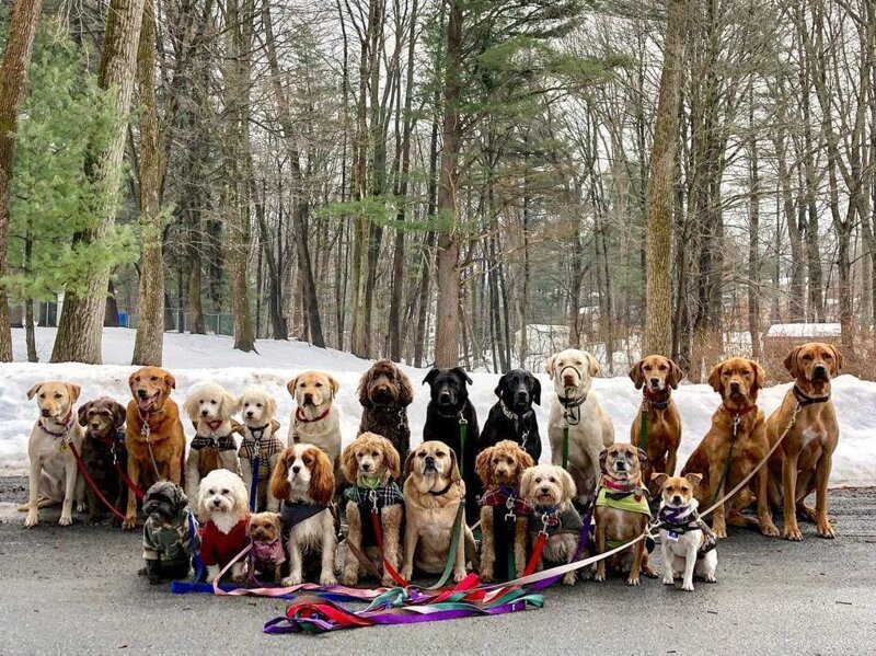 Сотрудники «Saratoga Dog Walkers» гуляют с собаками, чьи хозяева целый день на работе
