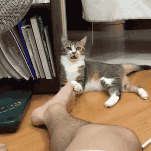 461b73d270530df3159423626a9ca627.gif